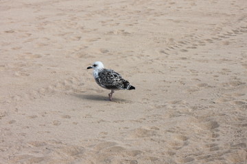 Gaviota en arena de playa