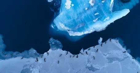 Crédence de cuisine en verre imprimé Antarctique phoques sur la banquise