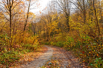 landscape of bright sunny autumn forest with orange foliage and trail