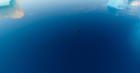 phoques sur la banquise © Fly_and_Dive
