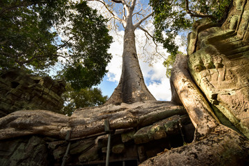 giant Banyan tree roots over Ta Phrom temple, Angkor, archaeological park, Cambodia