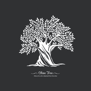 Olive tree. Nature. Vector silhouette illustration Organic food