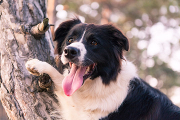 border collie climbed a tree in the forest