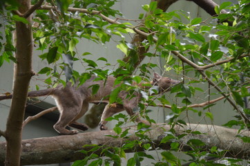 Fossa (Cryptoprocta Ferox) Cat In Madagascar