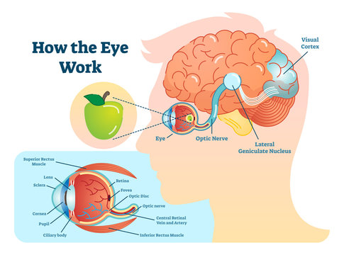 How eye work medical illustration, eye - brain diagram