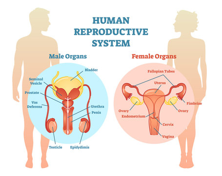 Human Reproductive System Vector Illustration Diagram, Male and Female.