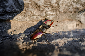 Beetle of lucanus lucanus cervus or stag beetl in wildlife on rock close up image