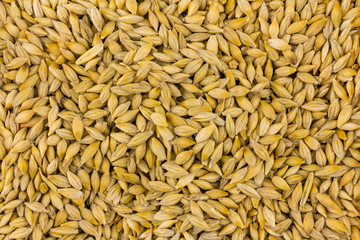 barley many grains base pattern background natural beige yellow shallow endless
