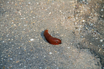 rote Wegschnecke