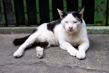 A white cat sleeping in front of the door