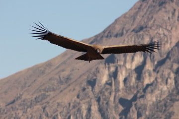 Voo do Condor Valle del Colca Peru