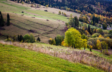 Landscape with trees at autumn in Tatra mountains, Slovakia