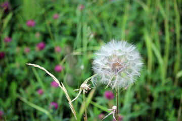 Dandelion blossom, turned into seeds.