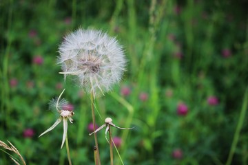 Dandelion blossom, turned into seeds.
