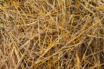 Straw, natural raw material for many applications, fodder, mulch, energy raw material