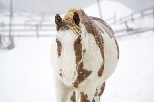Paint Horse inWalking in Snow