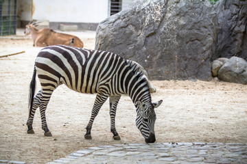 Fototapeta na wymiar Zebra in a Zoo, Berlin