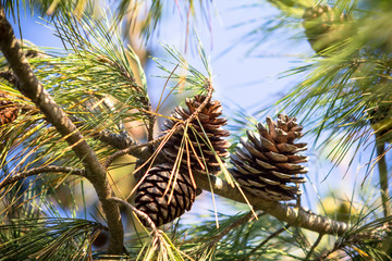 Pine cone on the branch