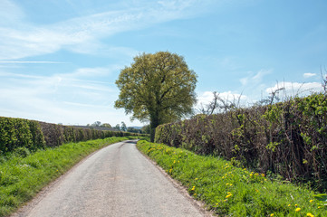 Fototapeta na wymiar Countryside landscape and lane in the United Kingdom.