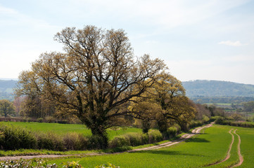 Fototapeta na wymiar Countryside meadow in the United Kingdom.