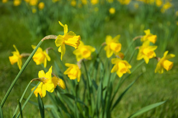 Springtime Daffodils in the British countryside.