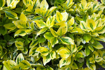 Emerald and gold bush in a summer garden.