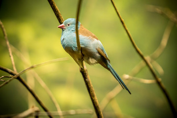 Bullfinch sitiing on branch