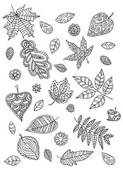 Set of leaves in the doodle style.
