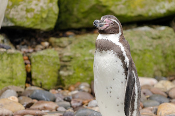 Humboldt Penguin