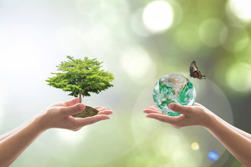 Reforestation, sustainable world forest, and tree care day concept: Elements of this image...