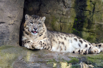 Obraz premium Snow Leopard