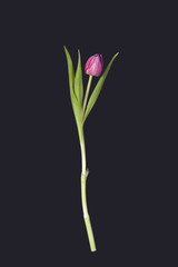 the greeting card for Valentine's day. One pink tulip on black background