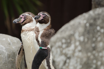 Humboldt Penguin