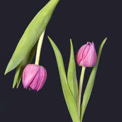 the greeting card for Valentine's day. Two pink tulips on black background