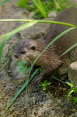 Otter