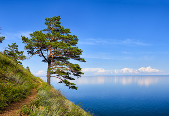 Fototapeta na wymiar One pine on hillside near Baikal water