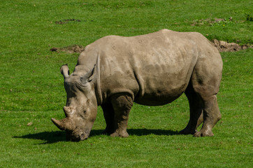 Obraz premium A White Rhino