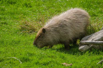 Capybara