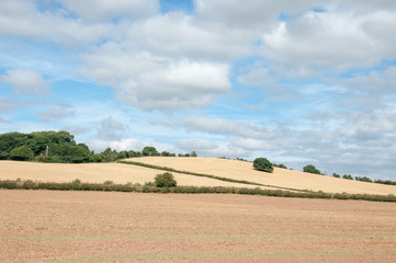 Obraz premium Summertime agricultural landscape