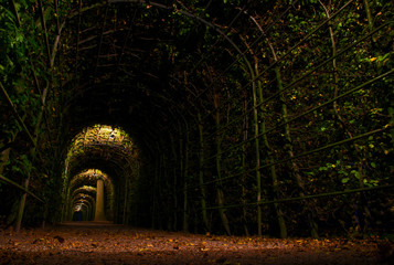 Plant tunnel in the dark