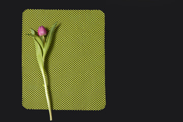 the One Pink tulip arranged on a green and black background. greeting card for Valentine's day