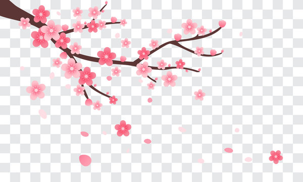 Sakura Branch With Falling Petals Vector Illustration. Pink Cherry Blossom On Transparent Background.