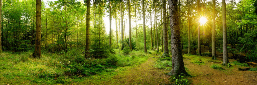 Fototapeta Beautiful forest with bright sun shining through the trees