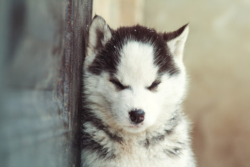portrait of a cute sleepy puppy of a husky hanging on a wall