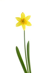flower of narcissus tete a tete