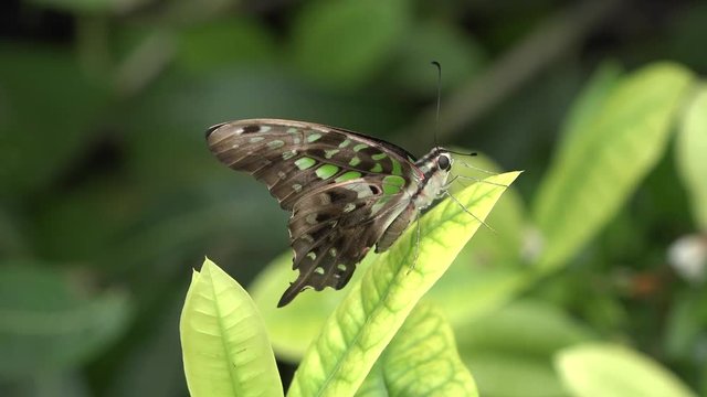 Butterflies on the flowers and leaves of bushes. Bali Island, Indonesia