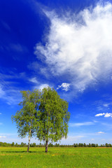 Obraz premium Panoramic view of wetlands and meadows with trees by the Biebrza river in Poland