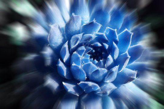 Beautiful Succulent In Ice Blue With Zoom Burst High Quality Stock Photo