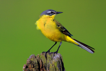 Single Yellow wagtail on a wooden fence stick during a spring period