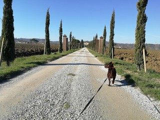 Cagnolino felice al guinzaglio © fotoforfun